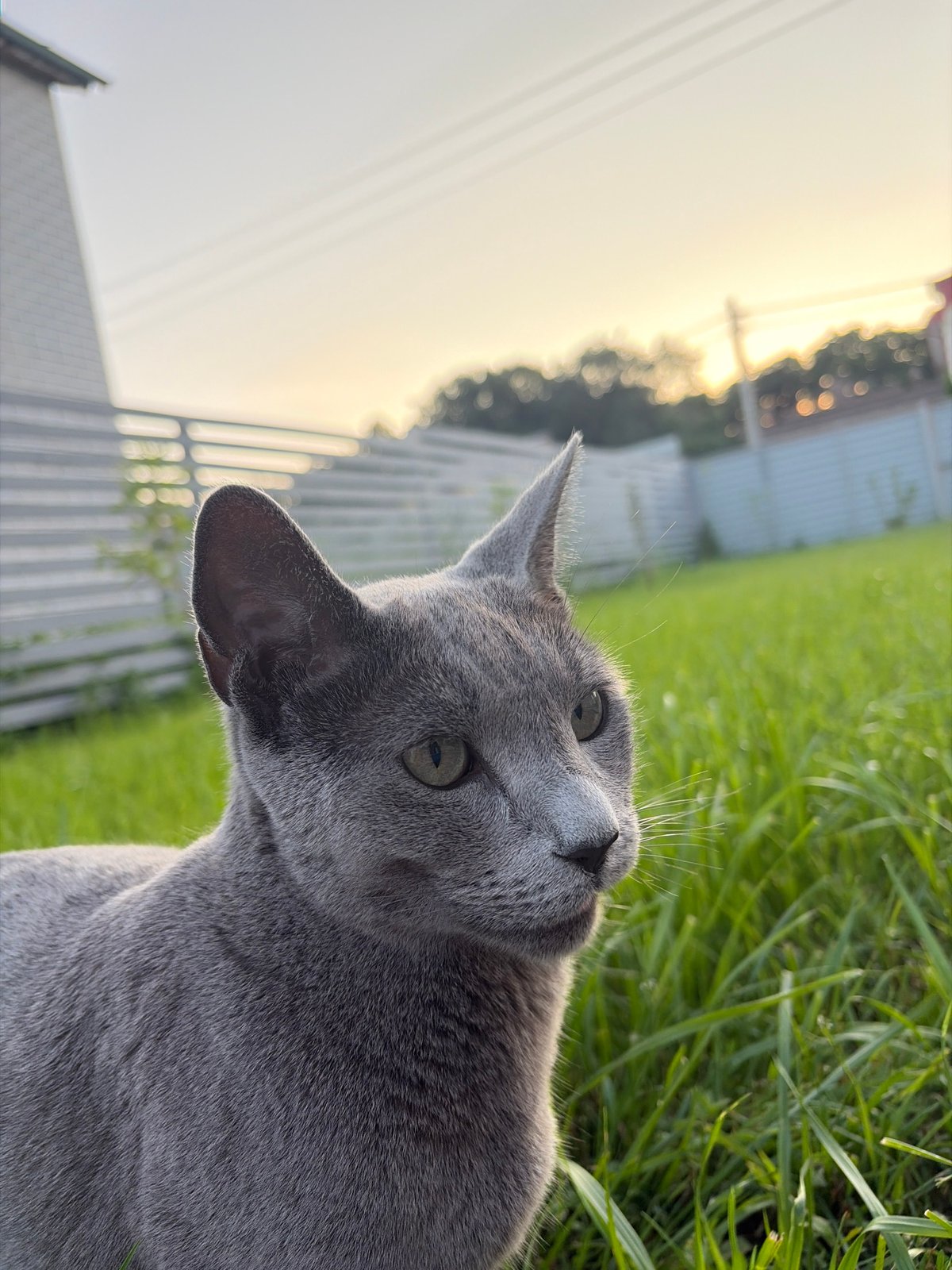 Russian Blue cat photographed from multiple angles in a backyard