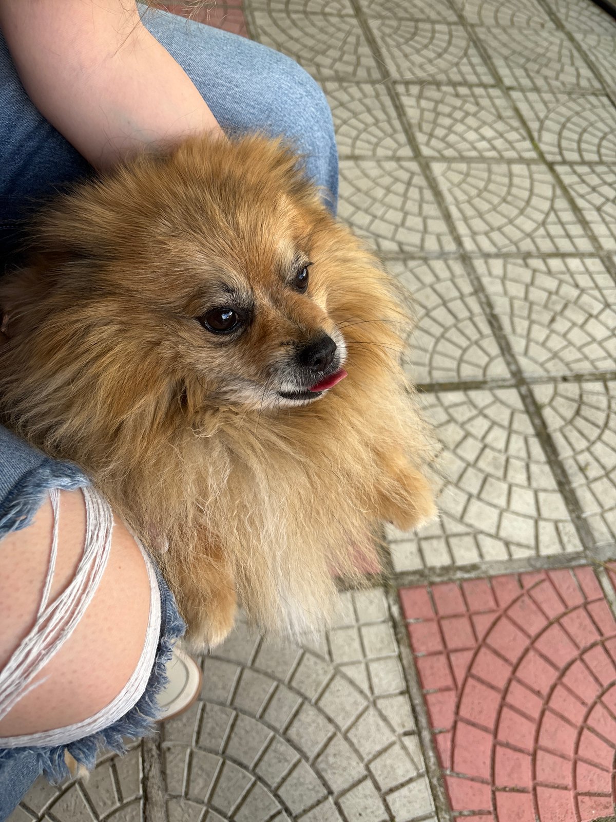 Hanging out in a Panagyurishte backyard with a Pomeranian