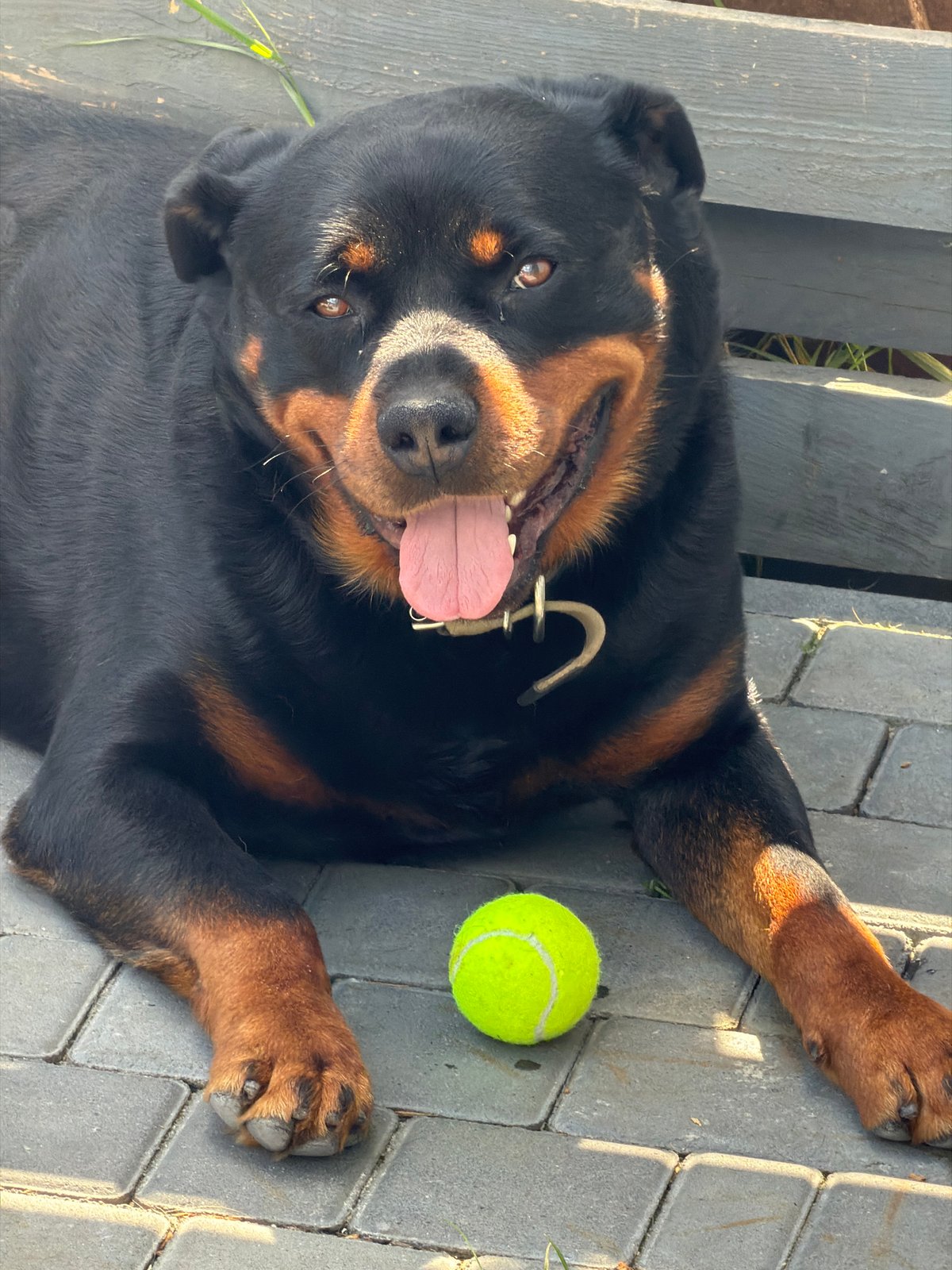 Lazy morning at home: Rottweiler, coffee, kids' TV, music prompt