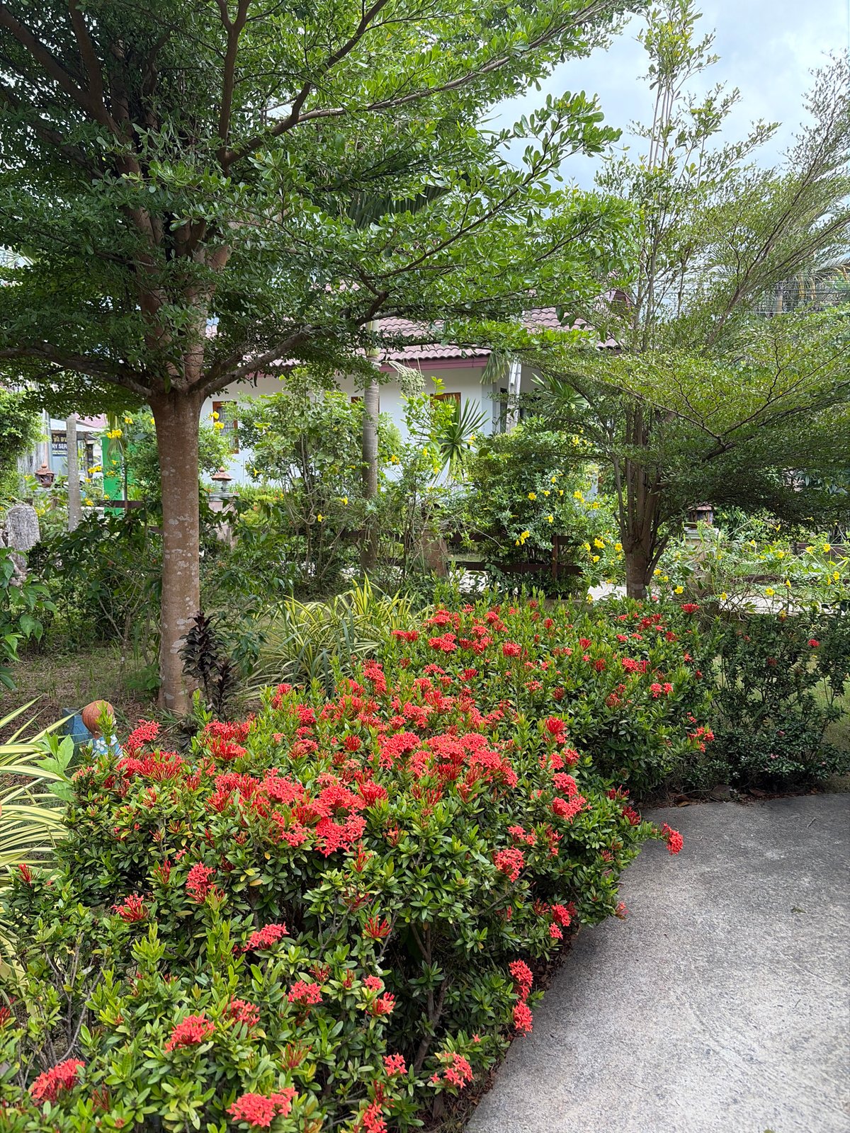 Tropical gardens and storm skies on a cloudy Ko Samui morning