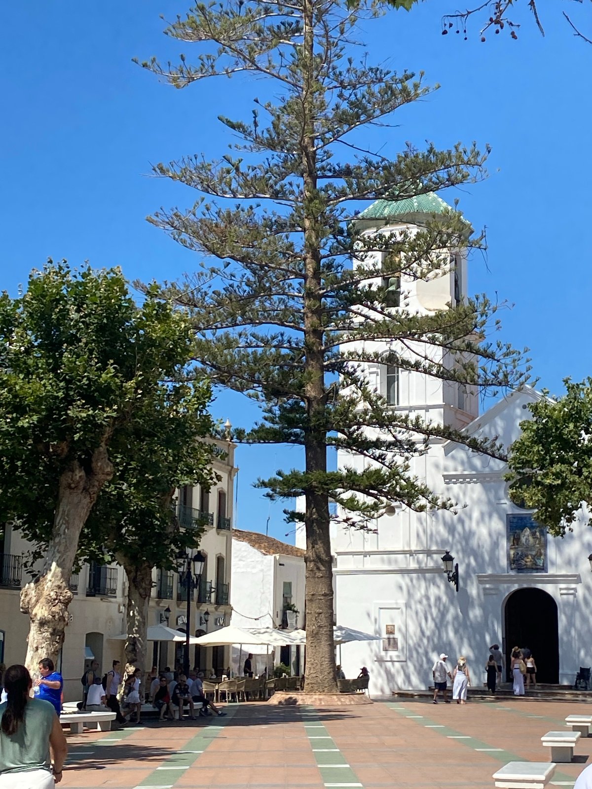 Sunny morning at Nerja's Plaza de España, pine tree center stage