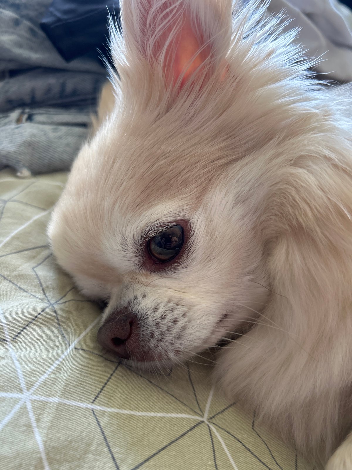 Fluffy chihuahua resting on a patterned green sheet