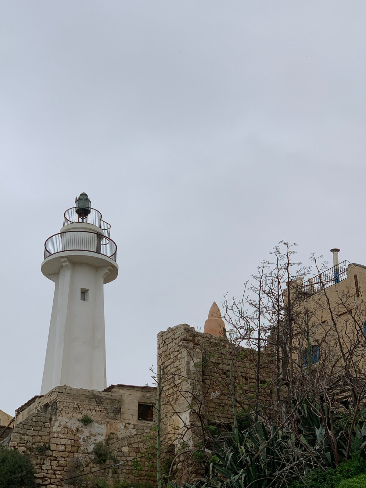 Morning scenes of pets, wildlife, and daily life across Tel Aviv-Jaffa