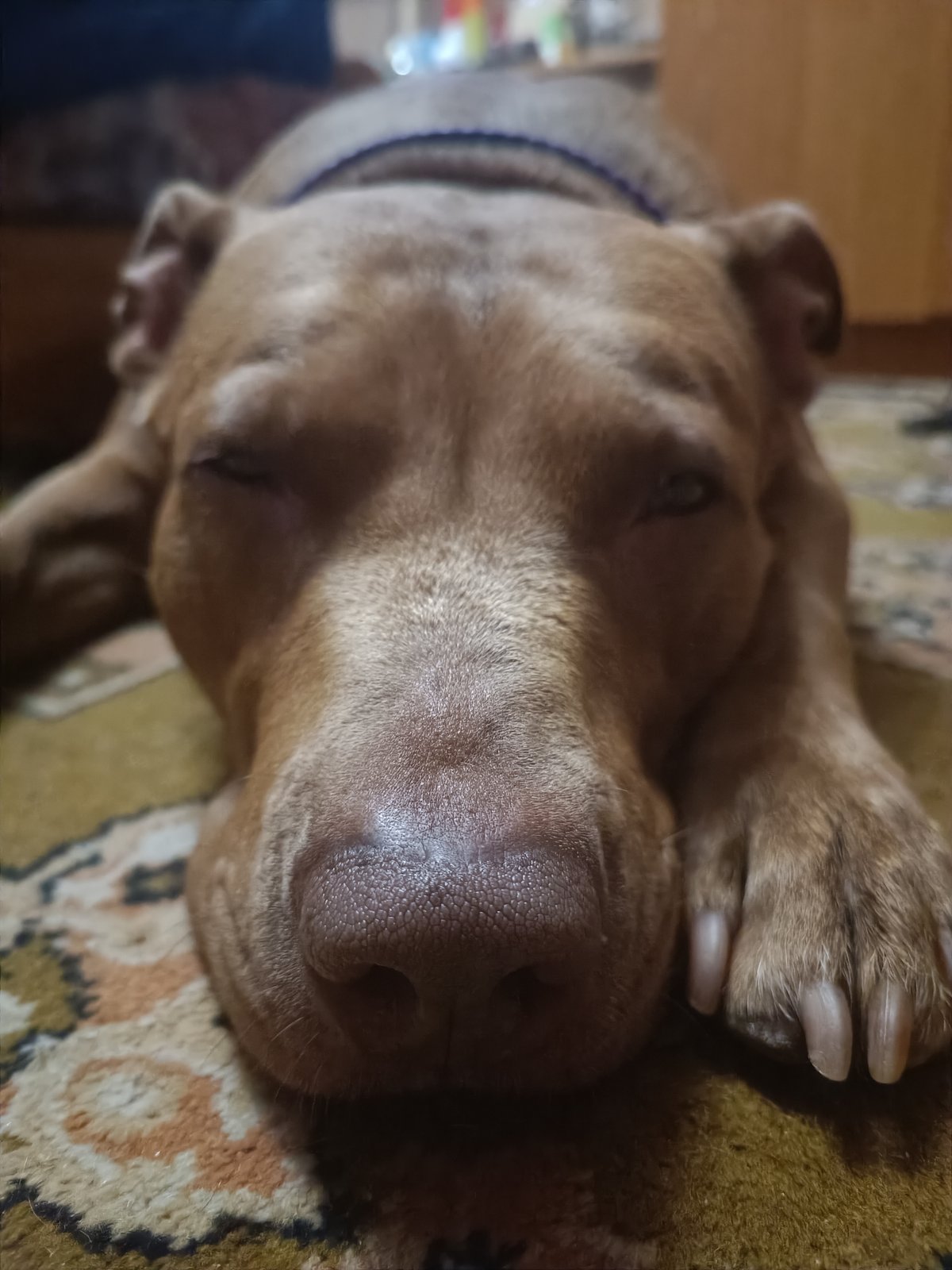 Brown pit bull naps and lounges around a Zaporizhzhia apartment