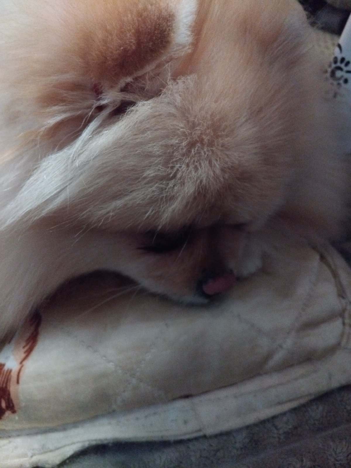 Pomeranian dog enjoys afternoon nap session in Bulgarian home