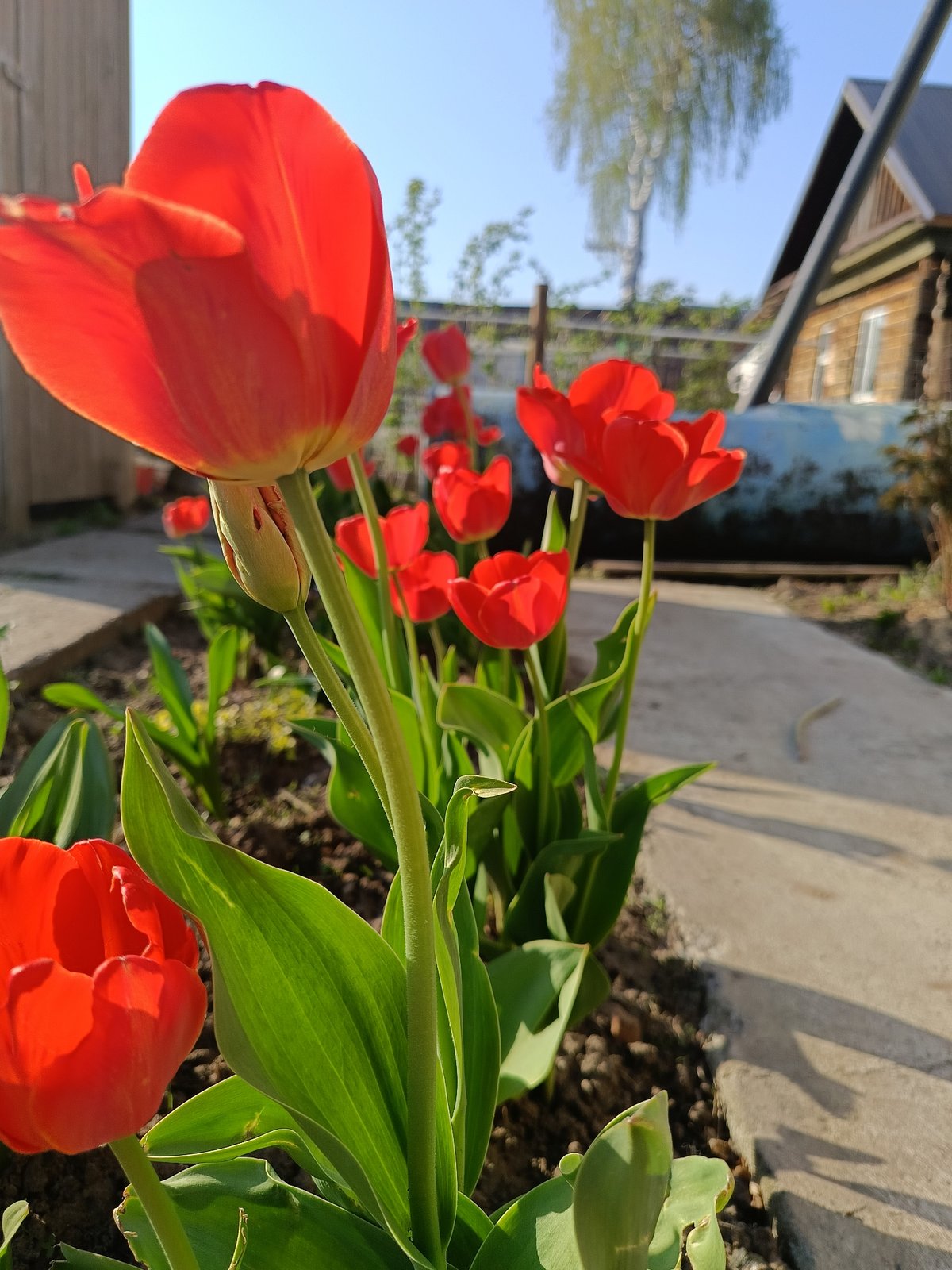 Spring afternoon captured: flowers, family, cat in Chaikovsky