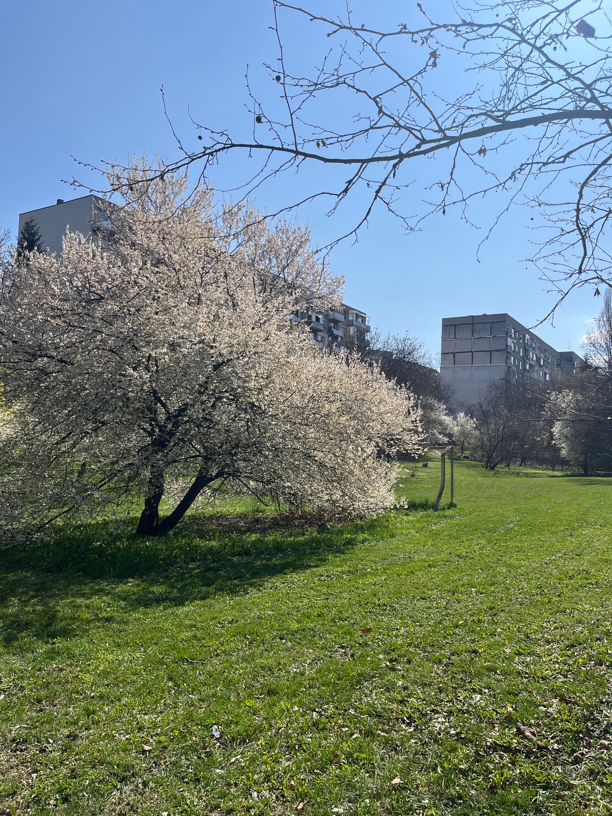 Spring blooms spotted in Sofia park Tuesday morning