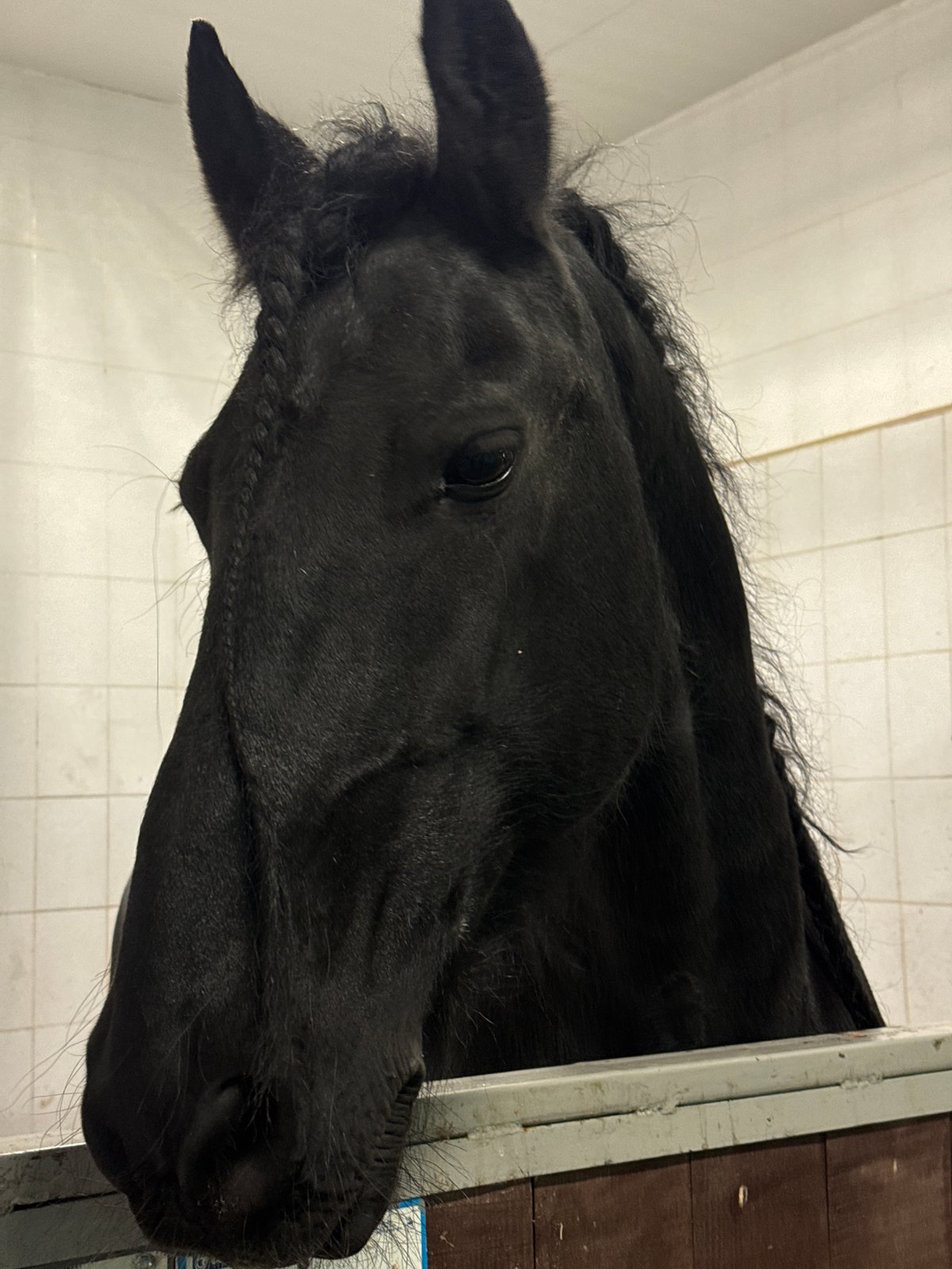 Horses documented at Russian stable facility in Kurtsevo