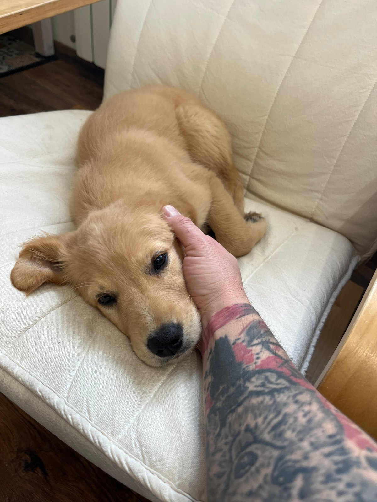 Golden retriever puppy petted on cushion in Kostinbrod home