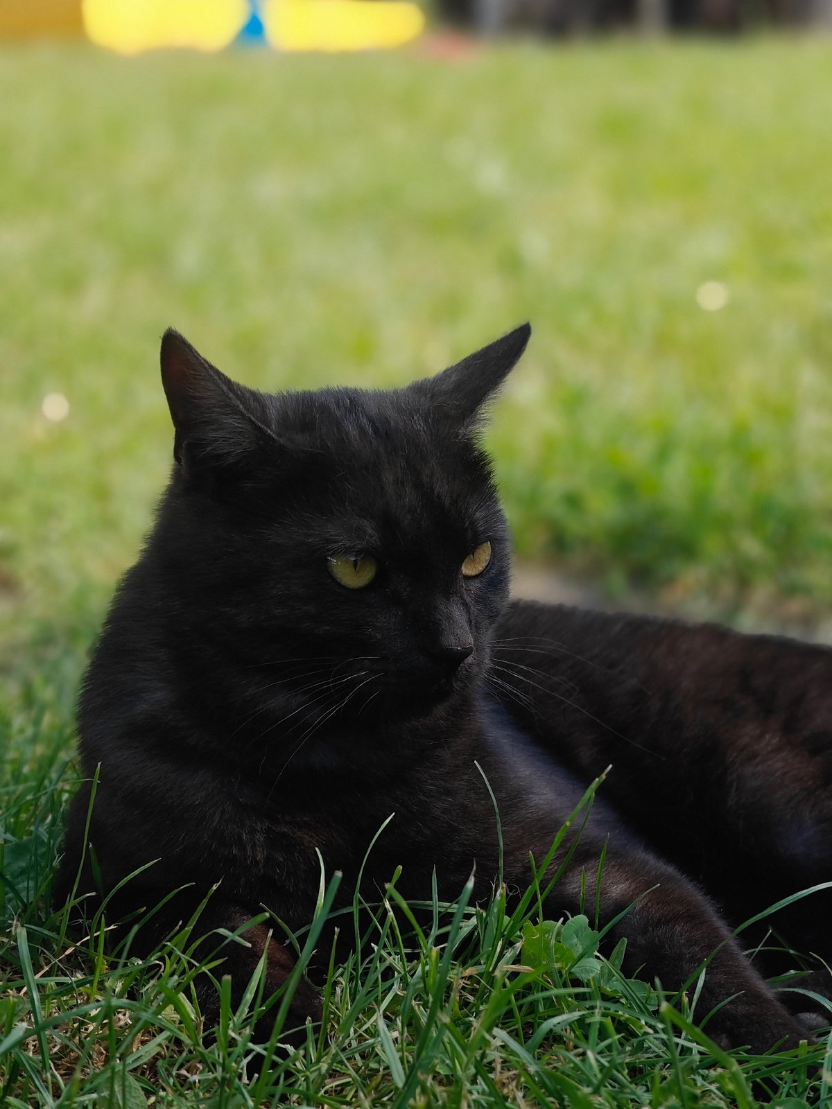 Child plays with black cat in Ukrainian backyard