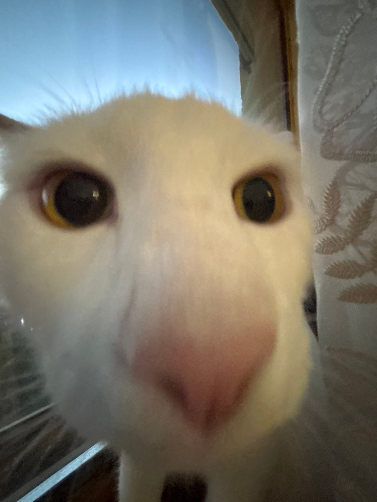 White Cat Spotted in Multiple Indoor Locations During Evening