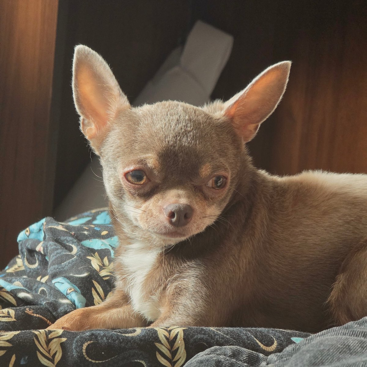 Chihuahua spotted resting upside down indoors in Saint Petersburg