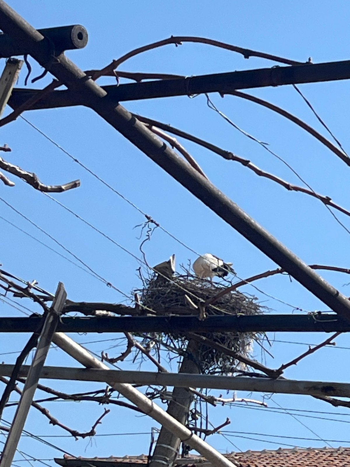 Morning observations capture storks nesting, field activity at unknown location