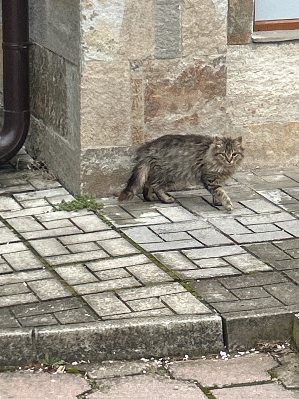 Spring blooms and climbing cat observed in Zlatograd, Bulgaria