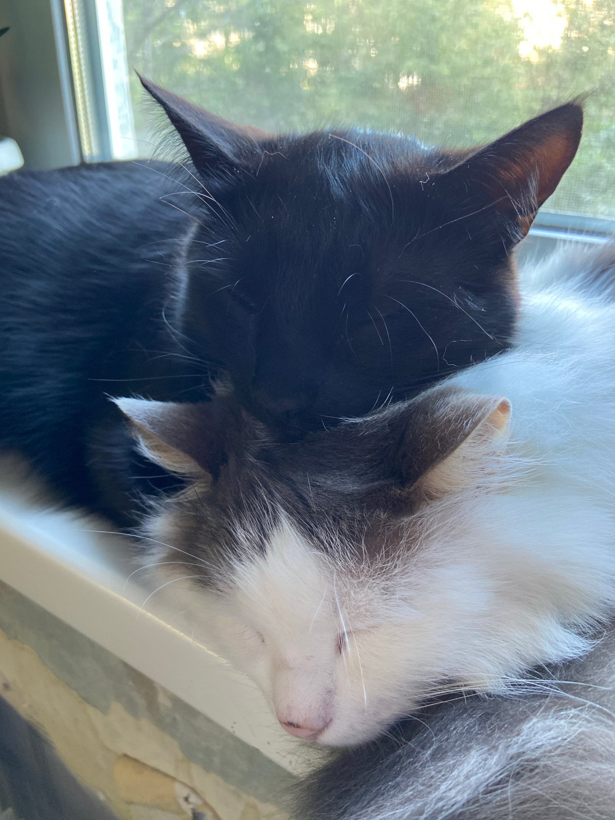 Cats napping and grooming together on sunny windowsill