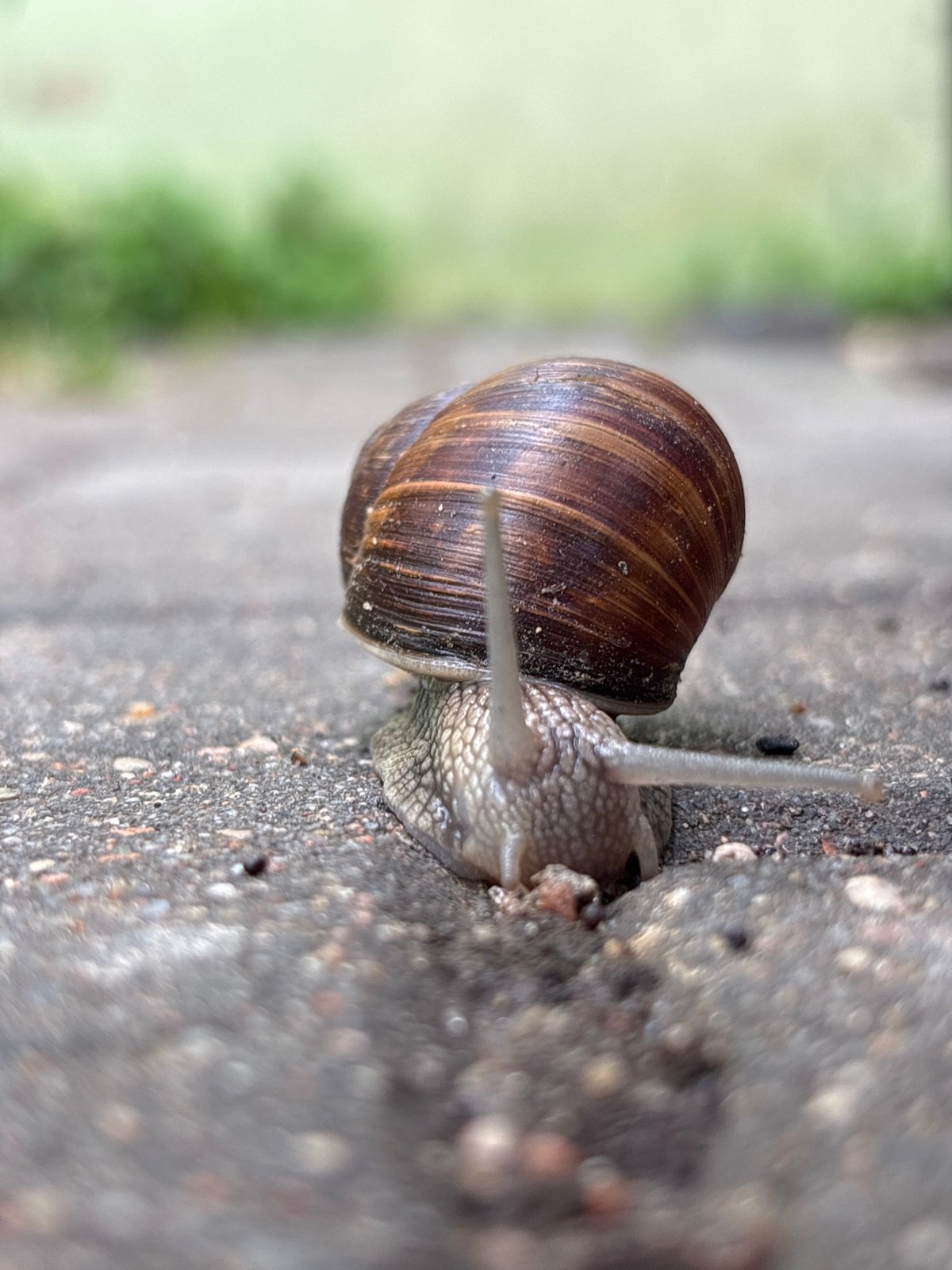 Garden snail crossing Minsk pavement, caught from multiple angles
