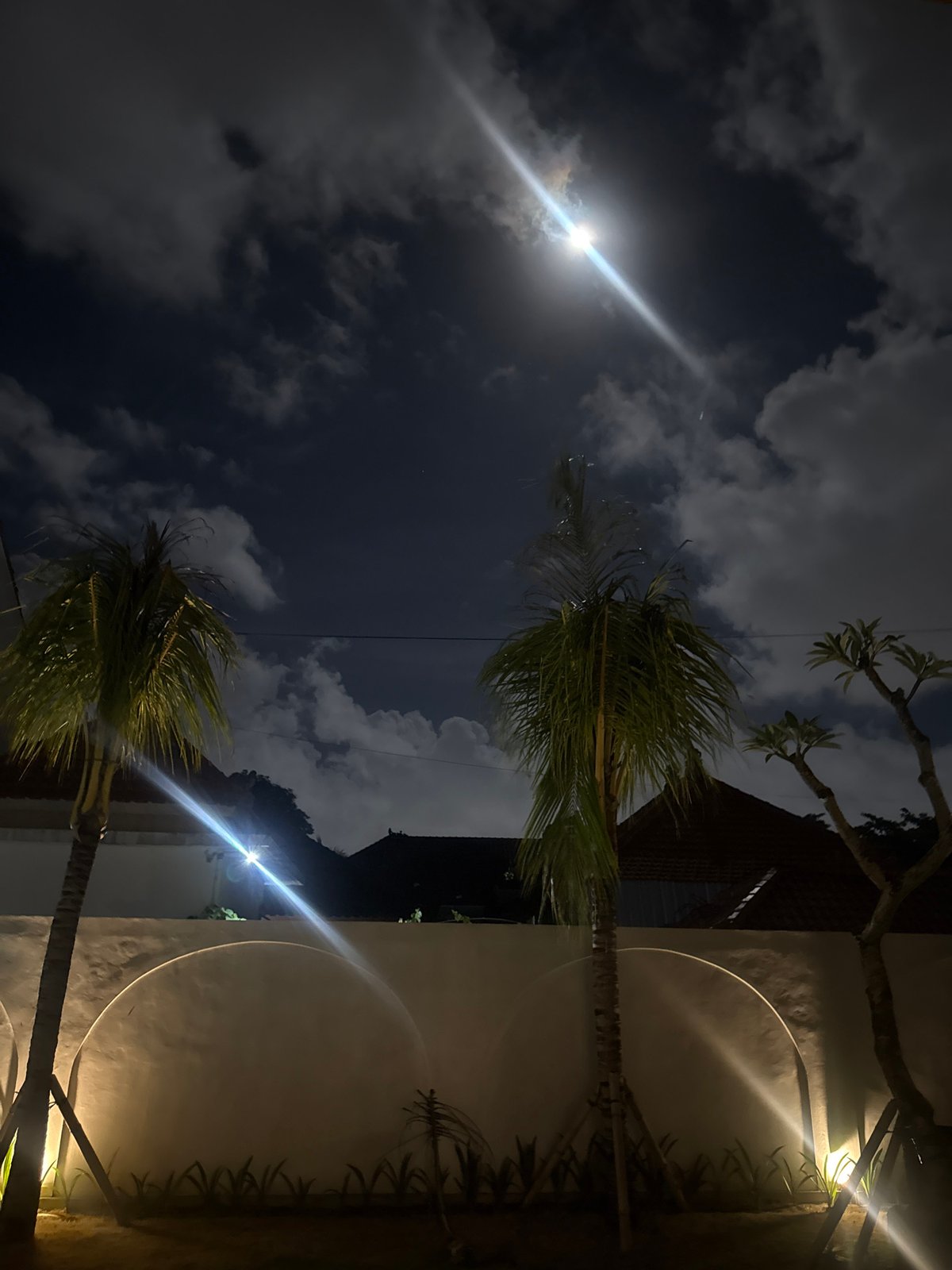 Cats feeding at nighttime resort pool area in North Kuta