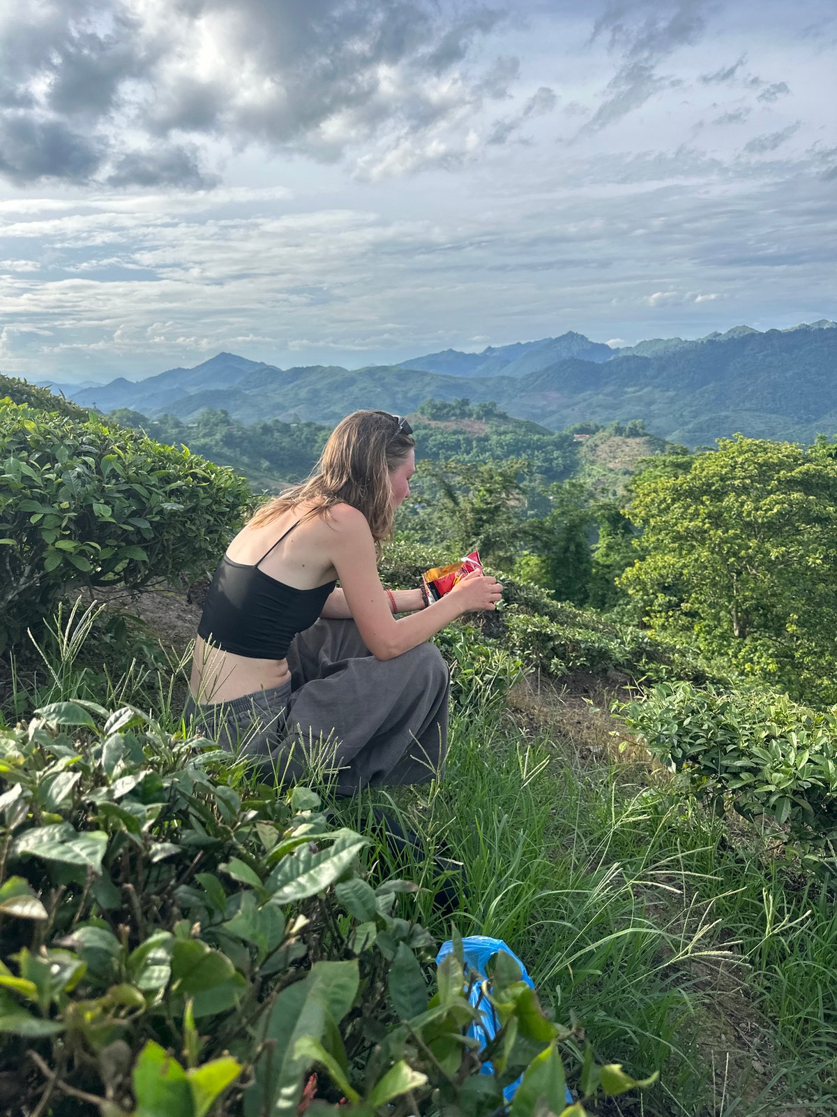 Tourists photograph dragon fruit harvest at Vietnam tea plantation
