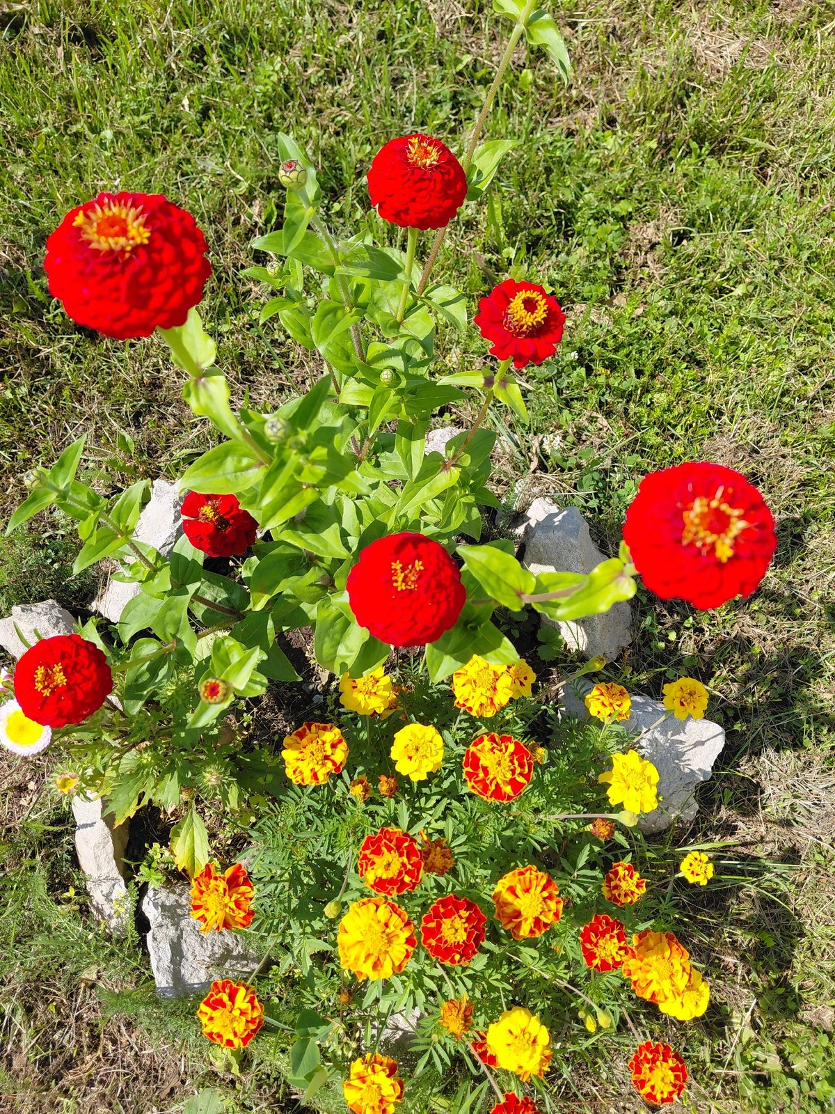 A Siberian dacha garden in full summer bloom and harvest