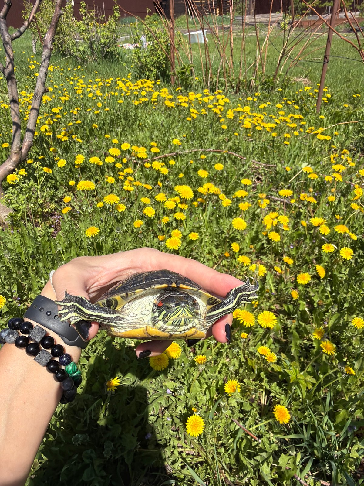 Person cares for pet turtle in sunny Russian backyard