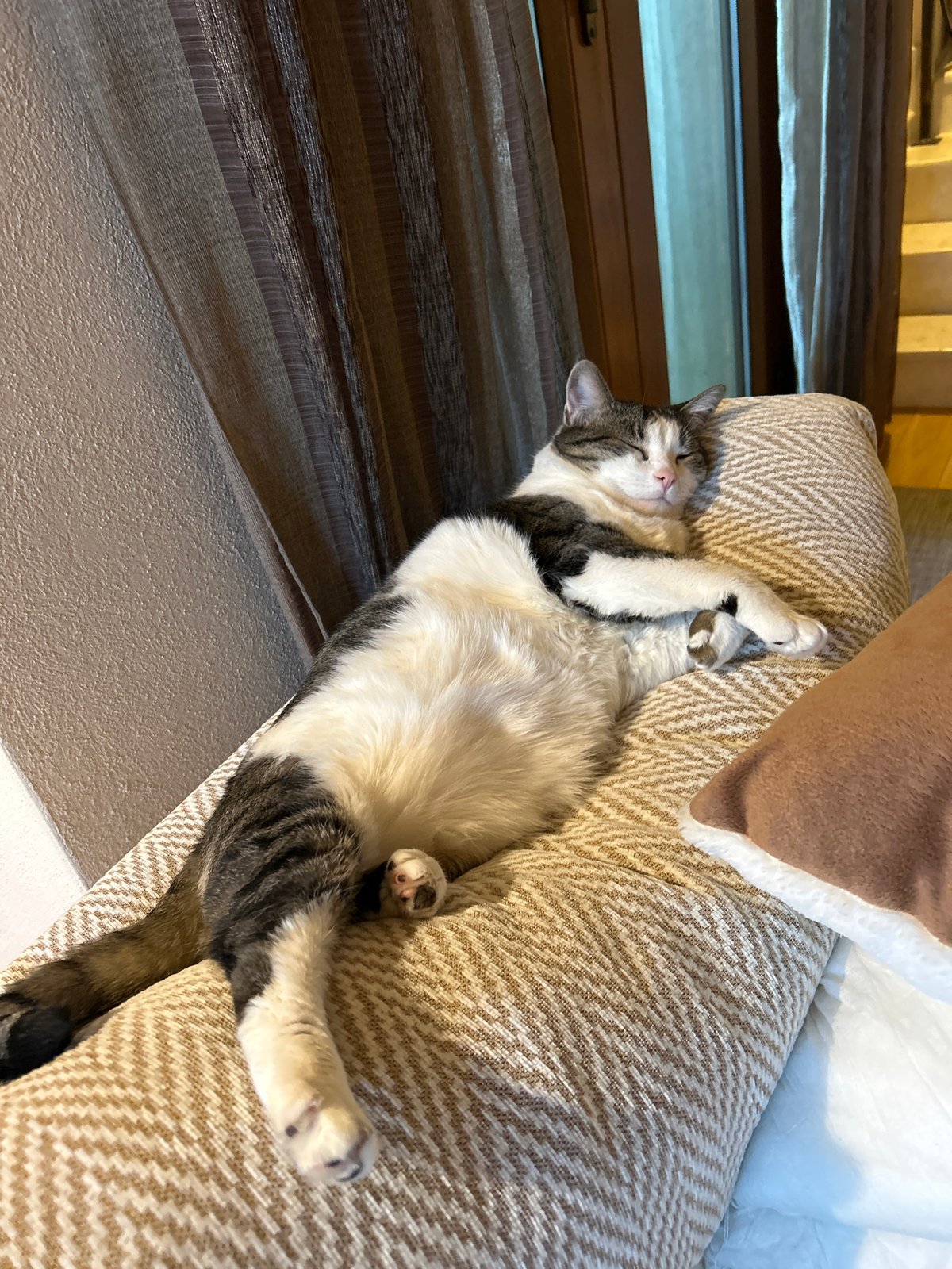 Tabby cat napping hard on a patterned sofa in Bulgaria