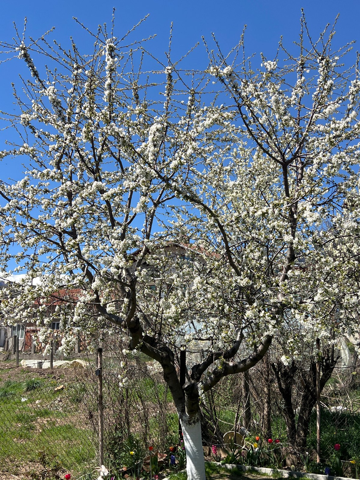 White blossoms bloom on tree in Kornitsa, Bulgaria