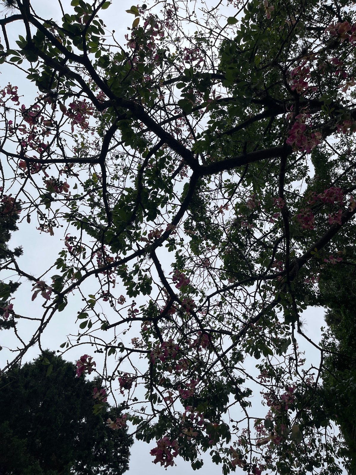Spring blooms and self-filming captured in suburban Llavallol