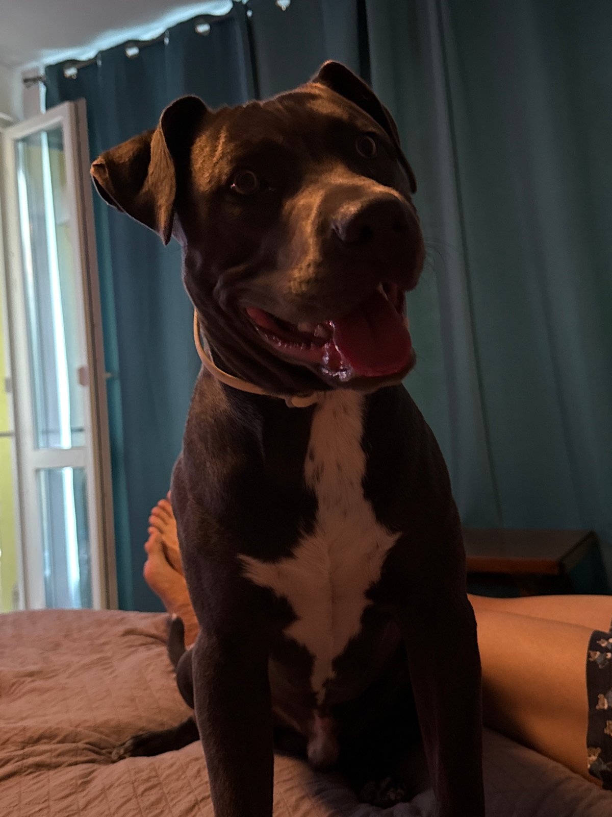 Pit bull mix lounges and plays on a bed in Varna