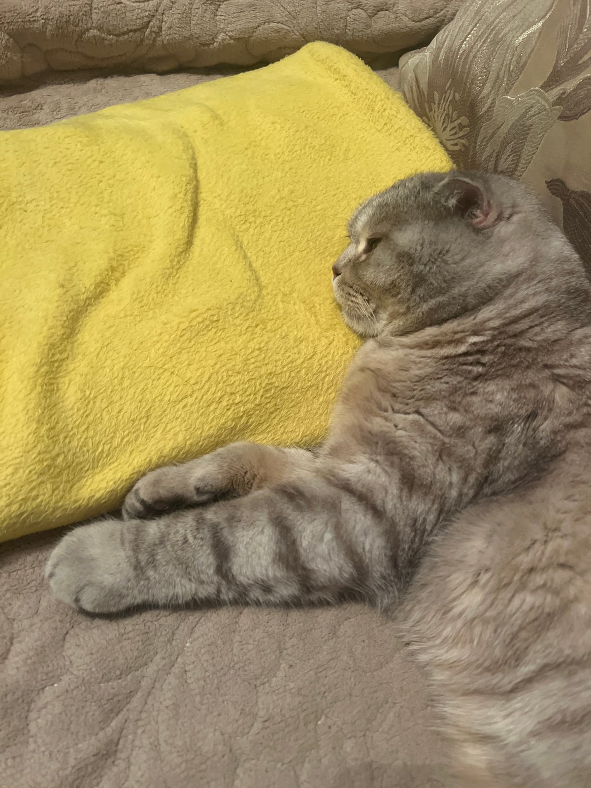 Tabby cat observed resting indoors in Chaikovsky, Russia