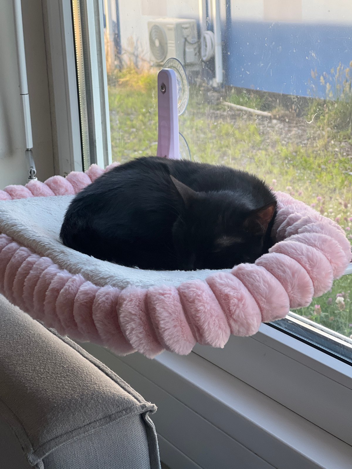 Cats and clutter: a lazy afternoon at home in Genemuiden