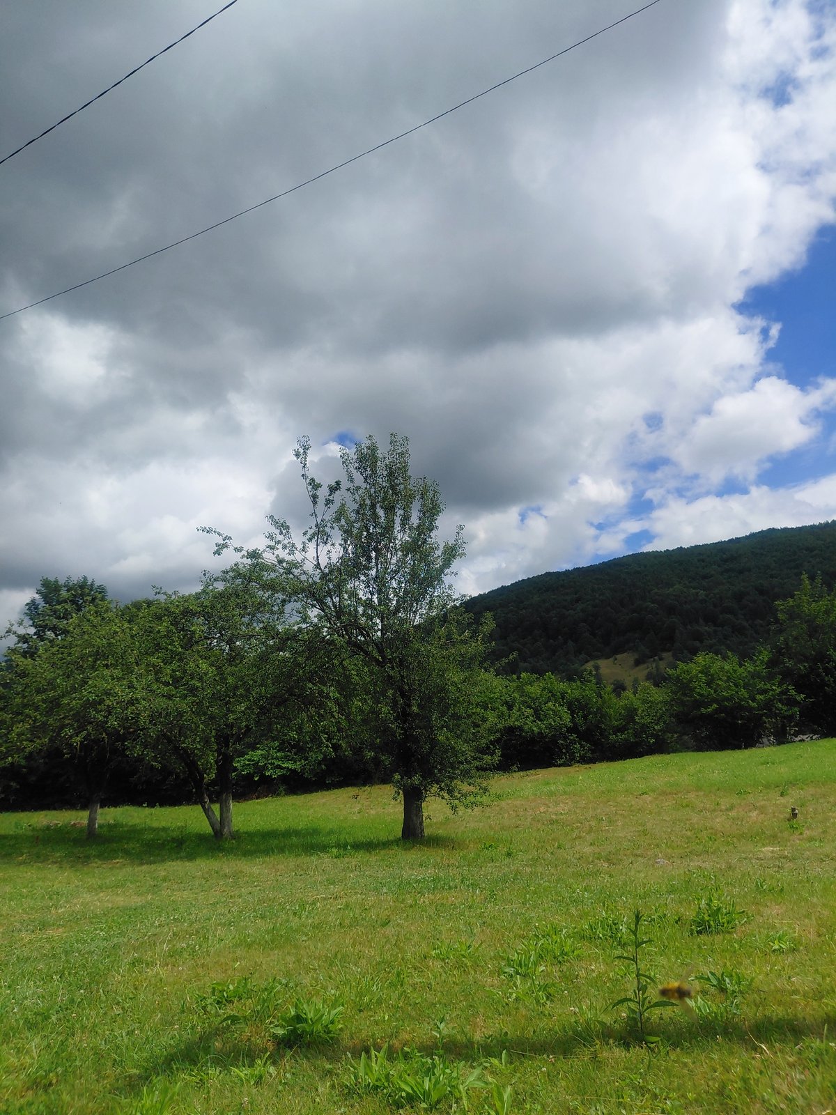 Lazy summer morning at a countryside home in western Ukraine