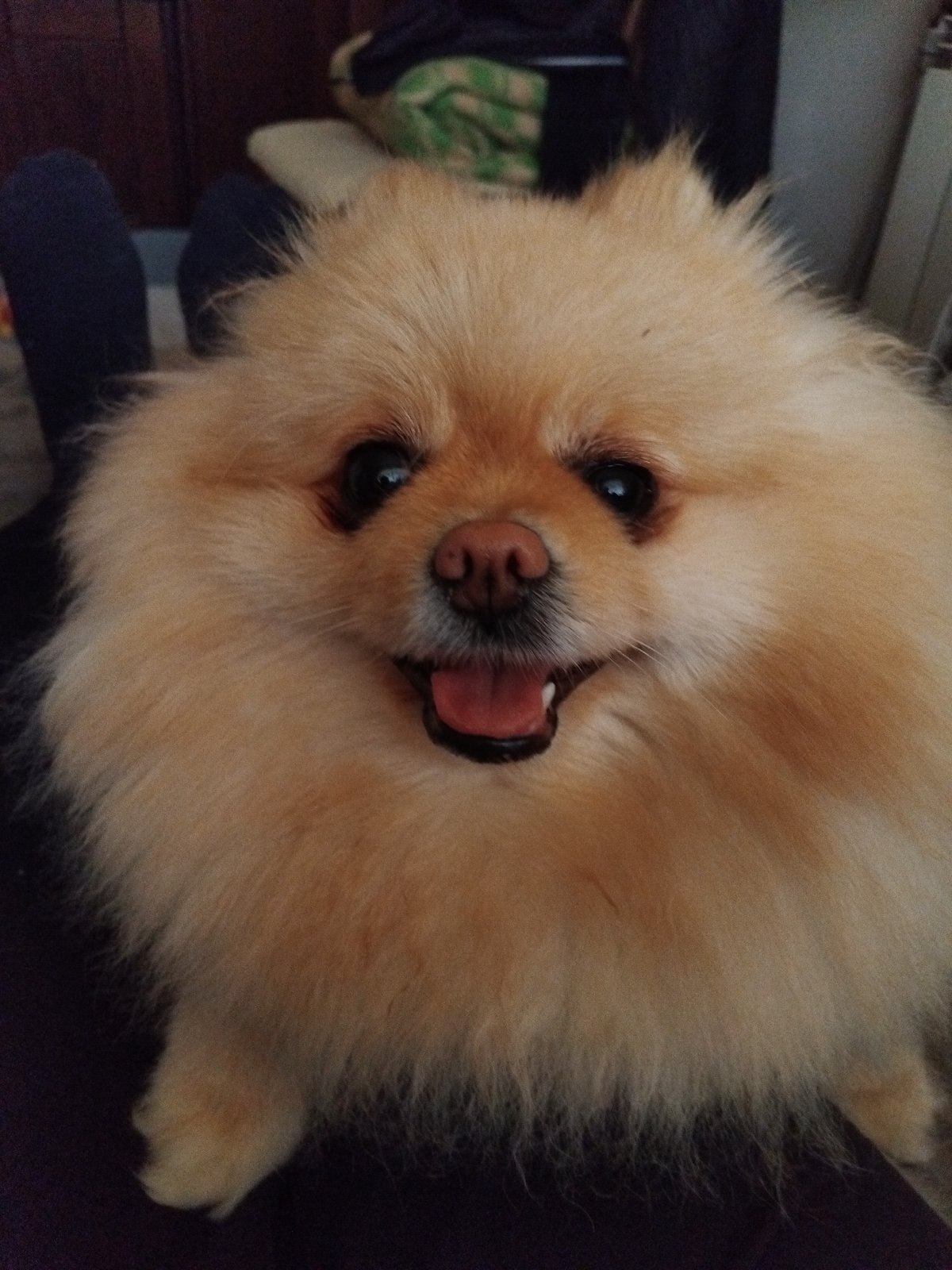Pomeranian dog photographed at home in Apriltsi, Bulgaria