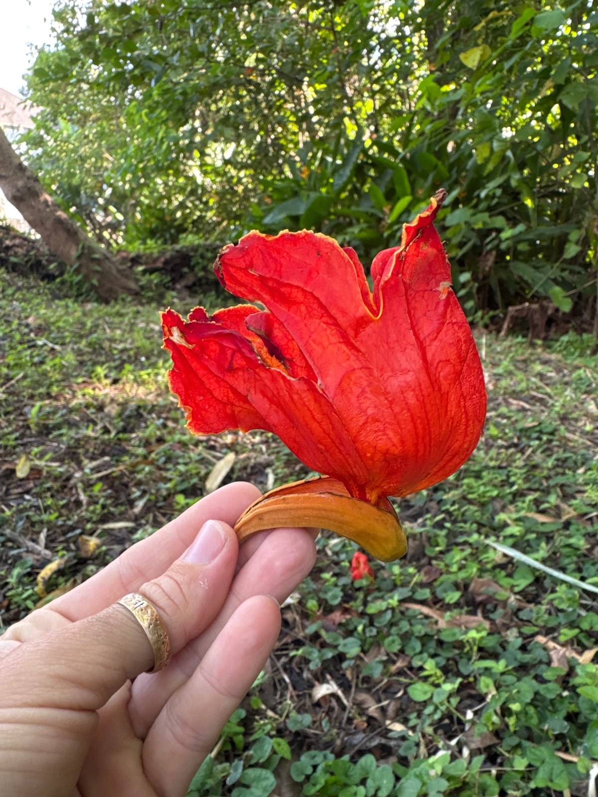 Nature documentation captured in Kediri, Indonesia over one hour