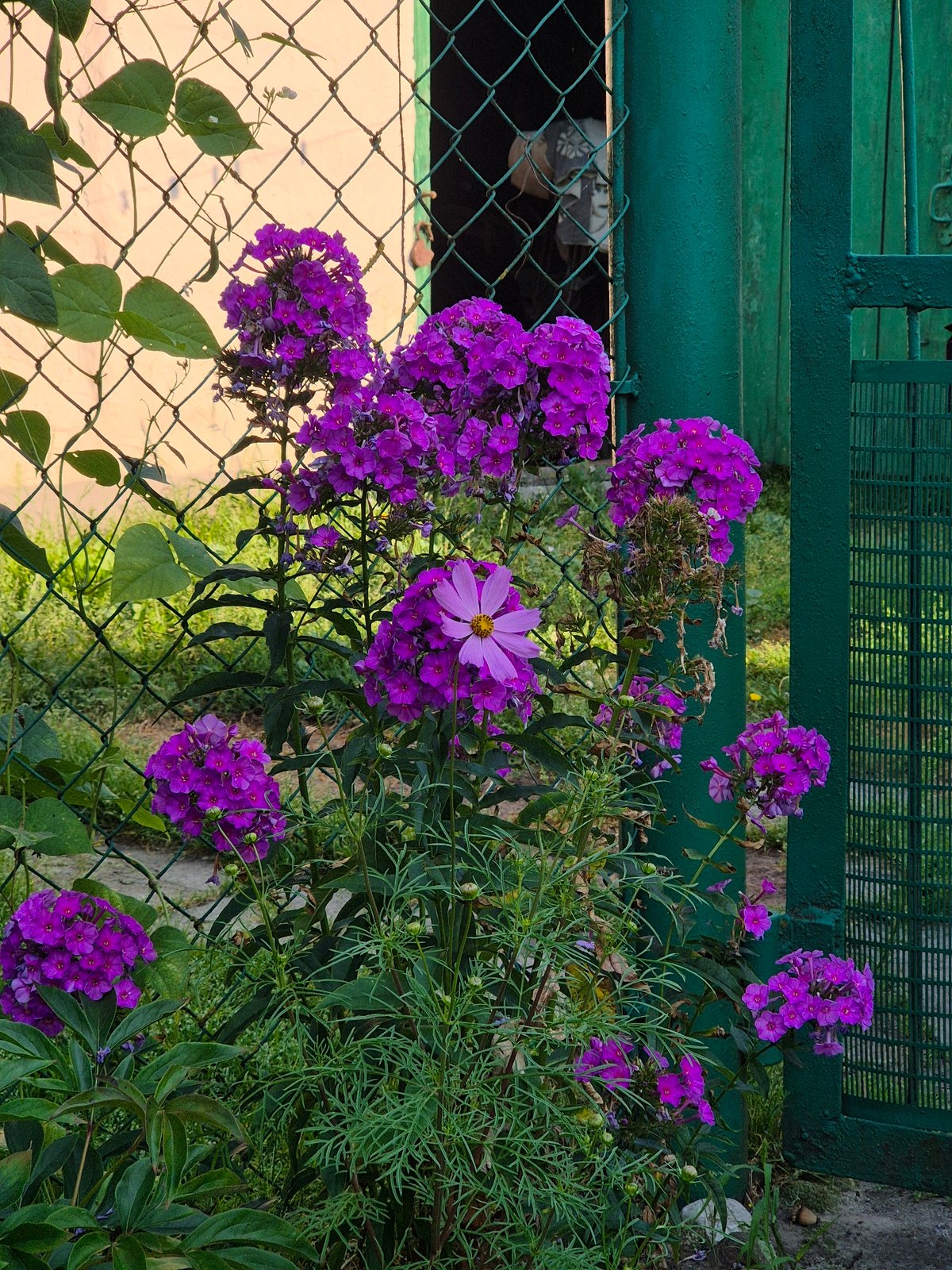Summer garden life in a Belarusian village, flowers to table