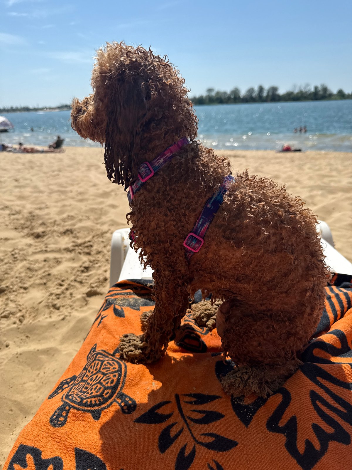 Relaxed beach day at Yelyzavetivka reservoir with a dog in tow
