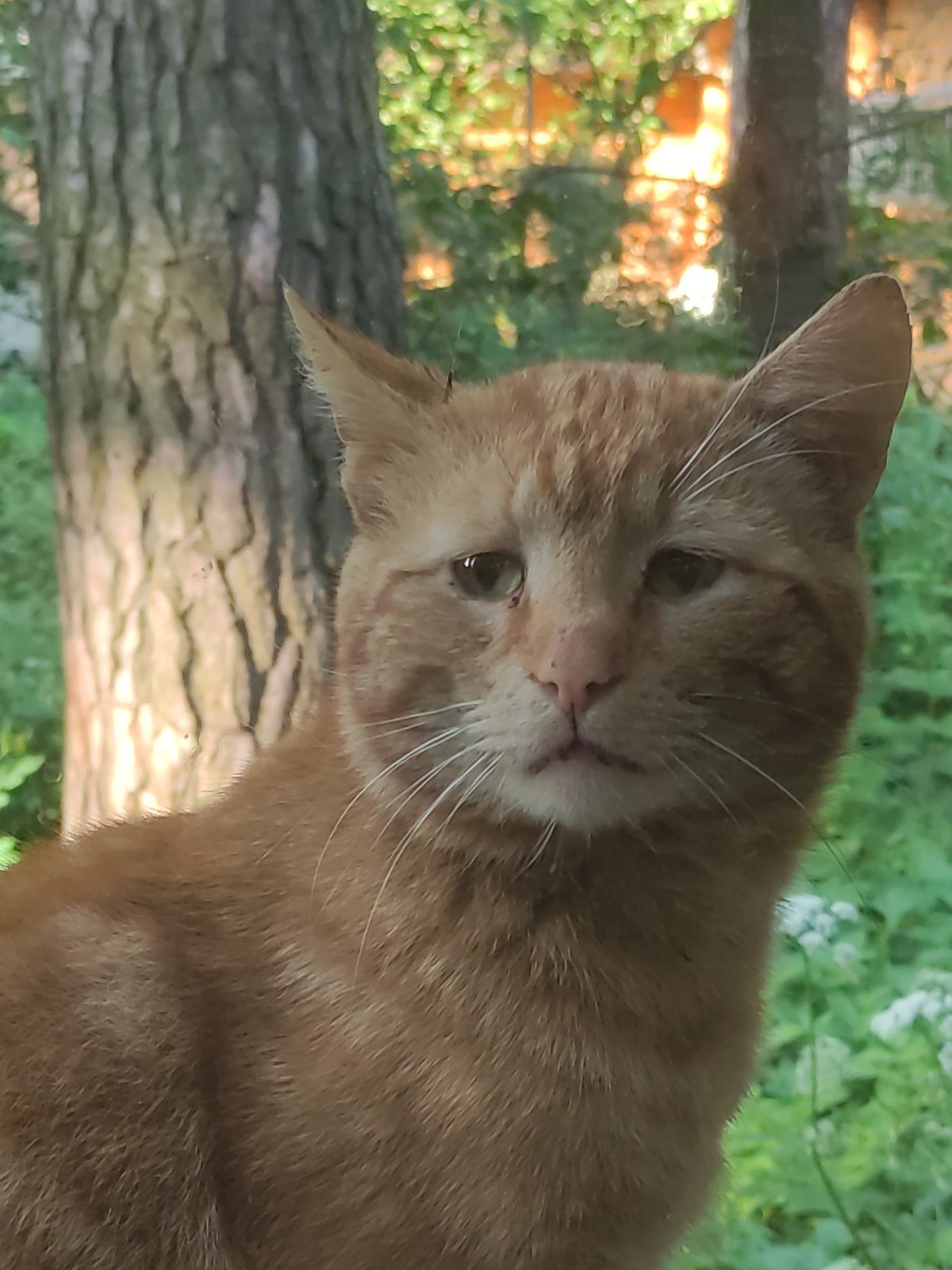 Orange tabby cat spotted at window in Tomilino, Russia