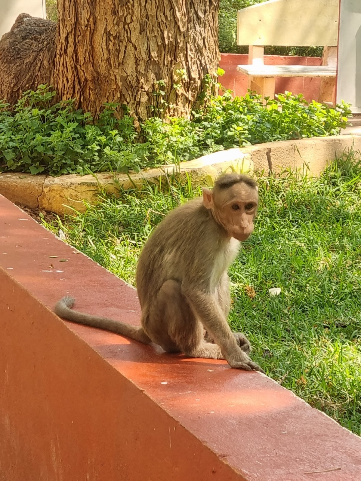 Bonnet Macaques observed in urban Puttaparthi park setting