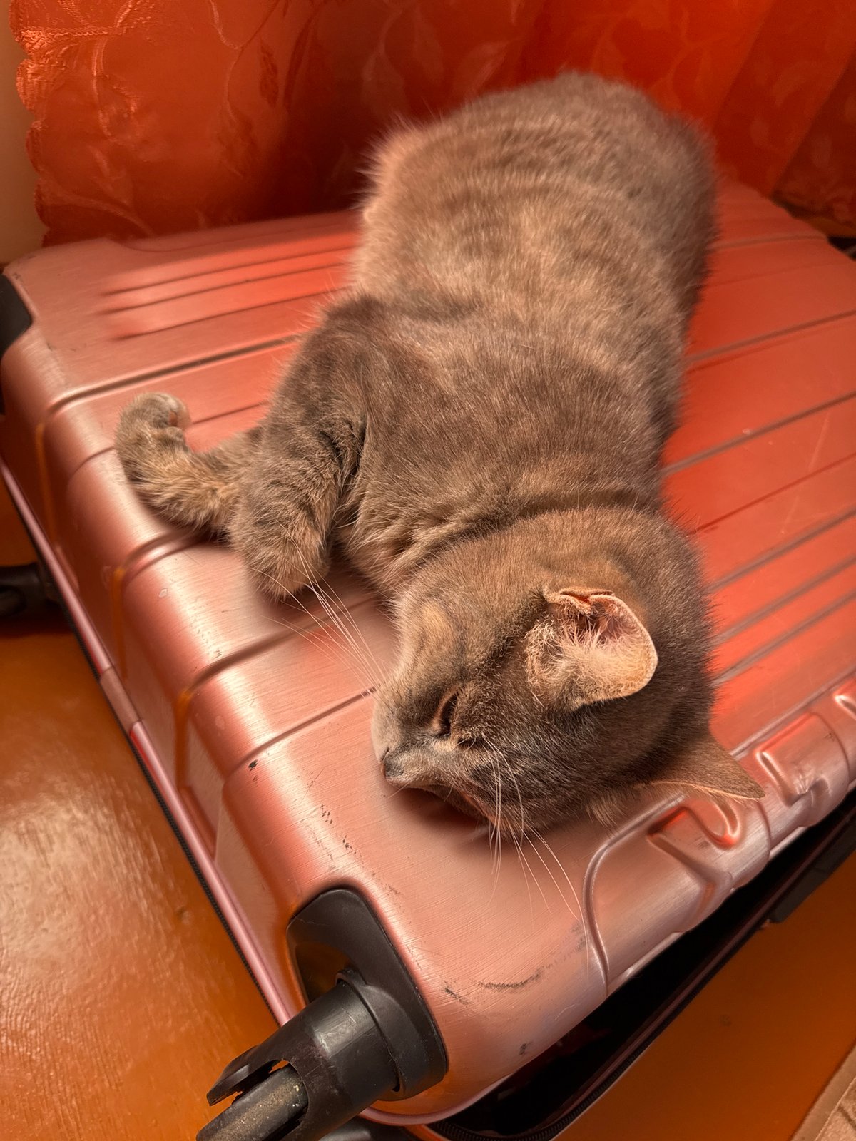 Grey tabby naps on a rose gold suitcase