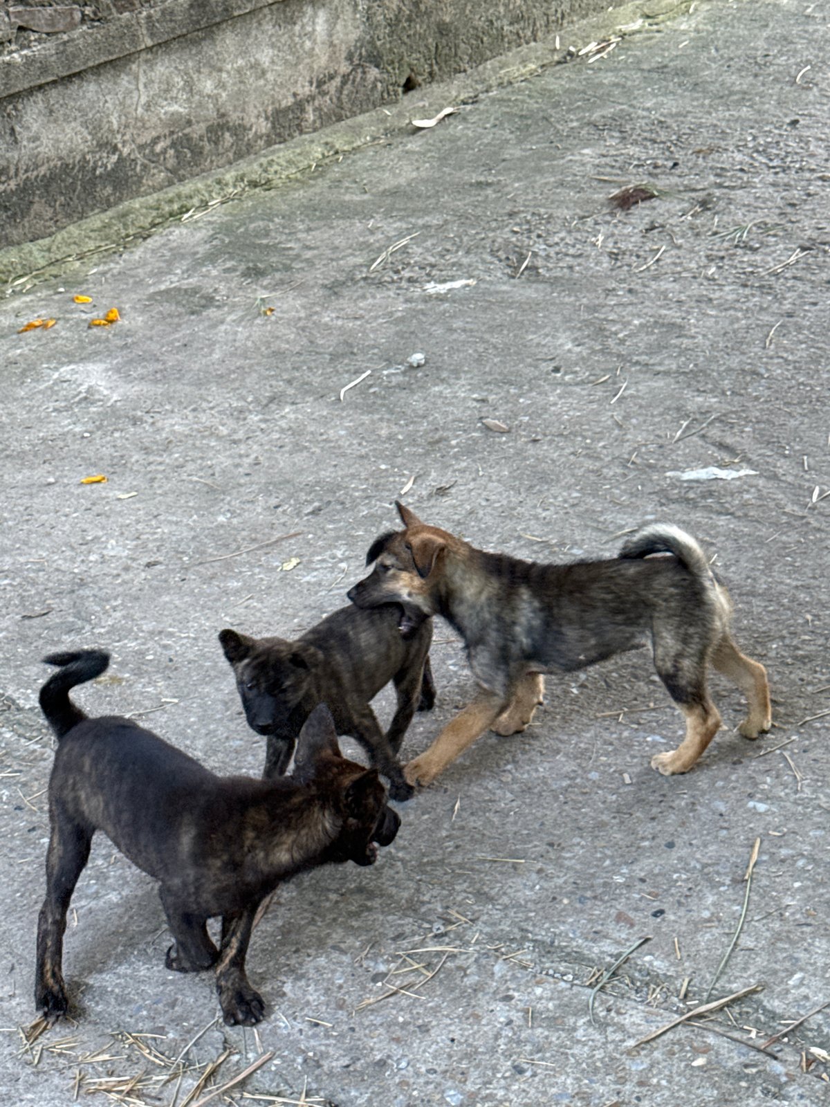 Puppies play, moon rises through bamboo in Hà Nội morning