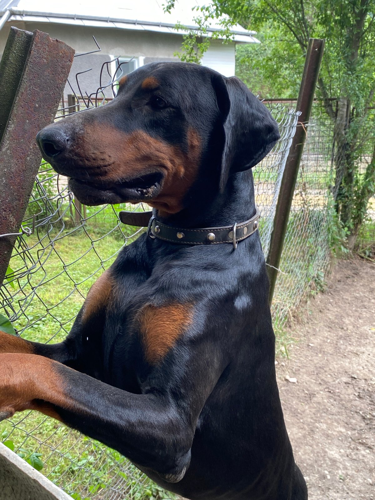 Garden blooms, backyard animals, and travel keepsakes in rural Ukraine