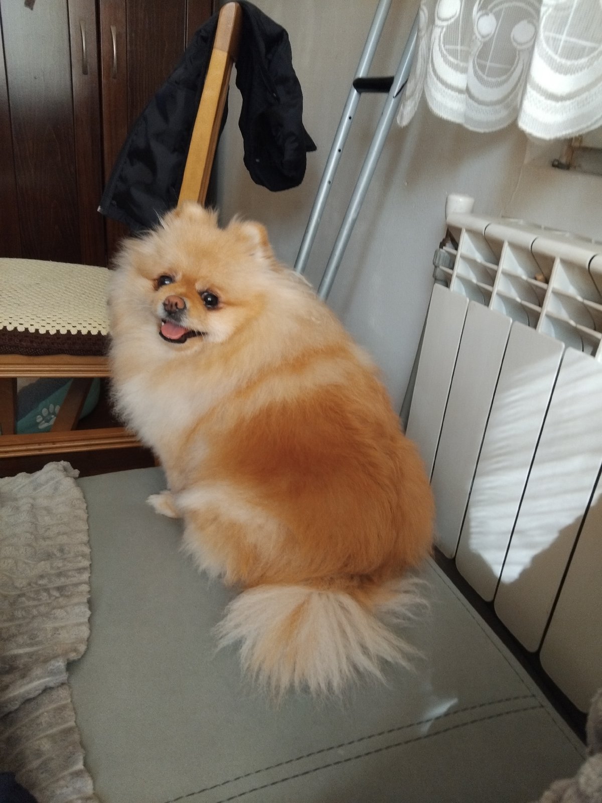Pomeranian Dog Photo Session Captured in Bulgarian Home