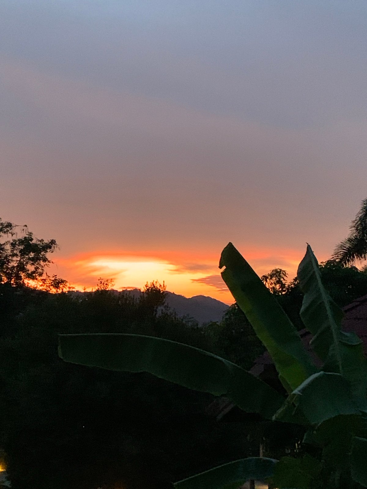 Sunset captured over palm tree in Thailand village