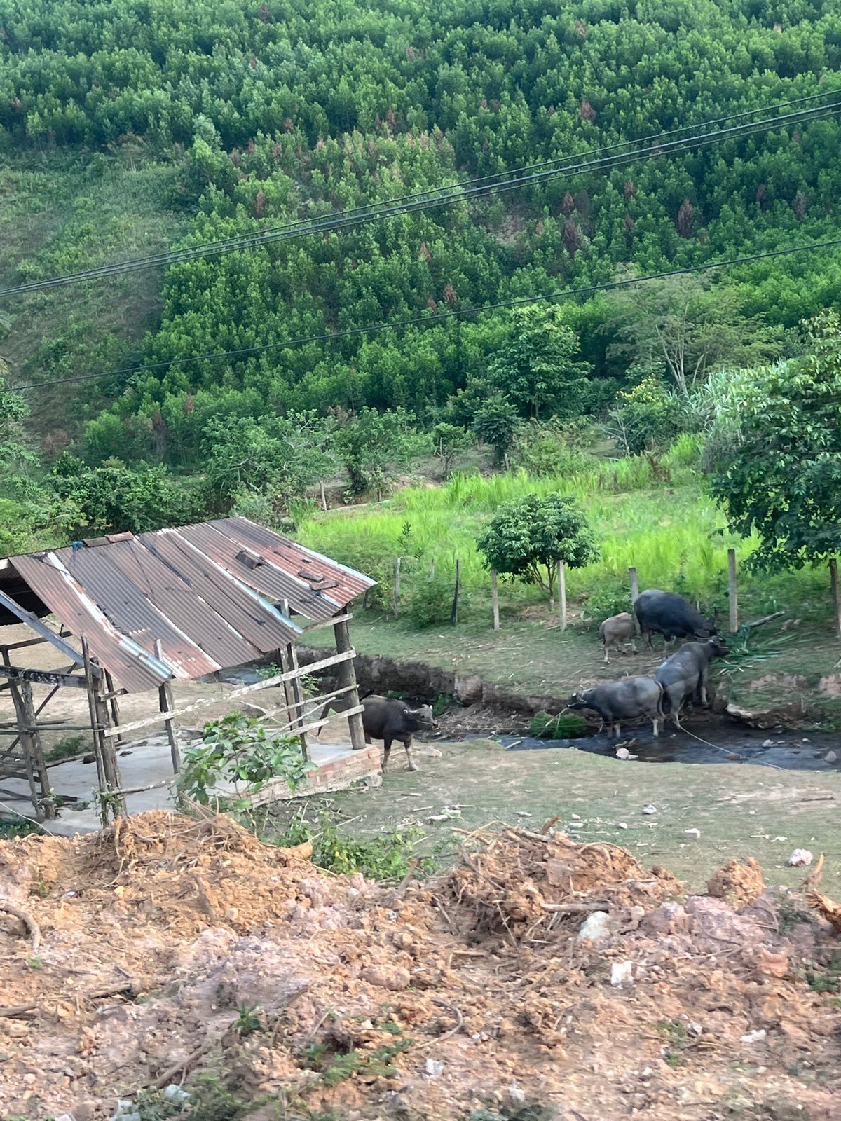 Rural forest and power lines documented in Aê Thi, Vietnam