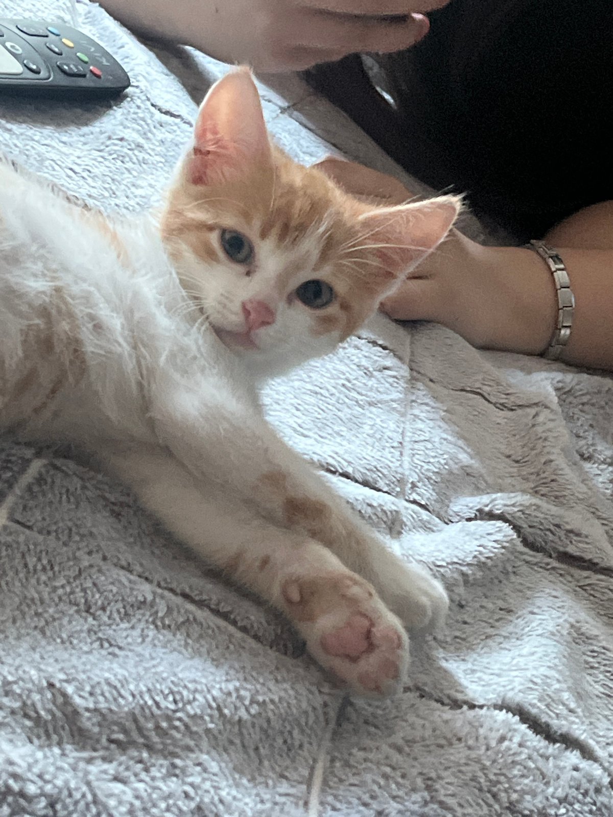 Ginger kitten naps and lounges around the house in Belarus