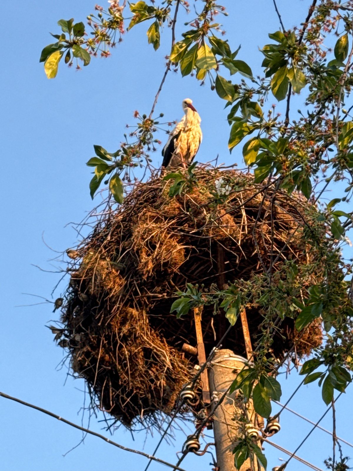 Stork nests spotted on utility poles in Bulgarian town