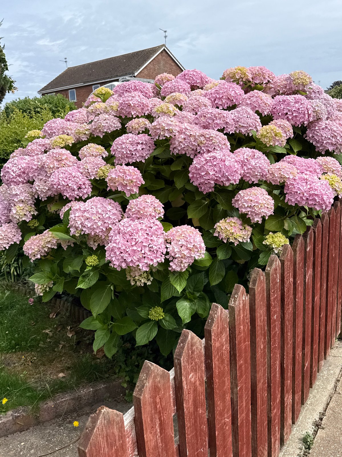 Pastel-painted wall and blooming hydrangeas in Great Yarmouth