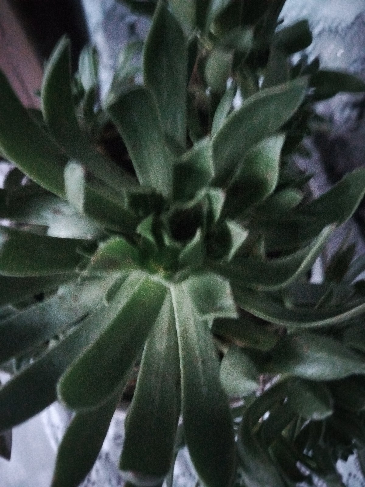 Close-up indoor shots: plants, marble texture, one black frame