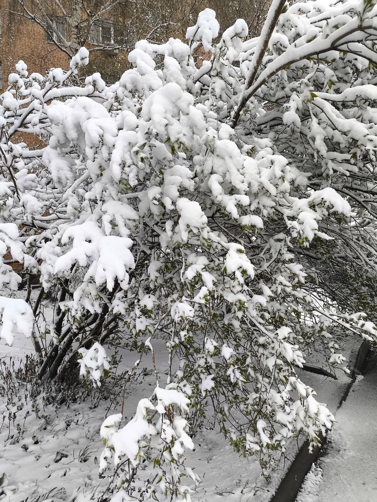 Late spring snow surprises Moscow suburb residents