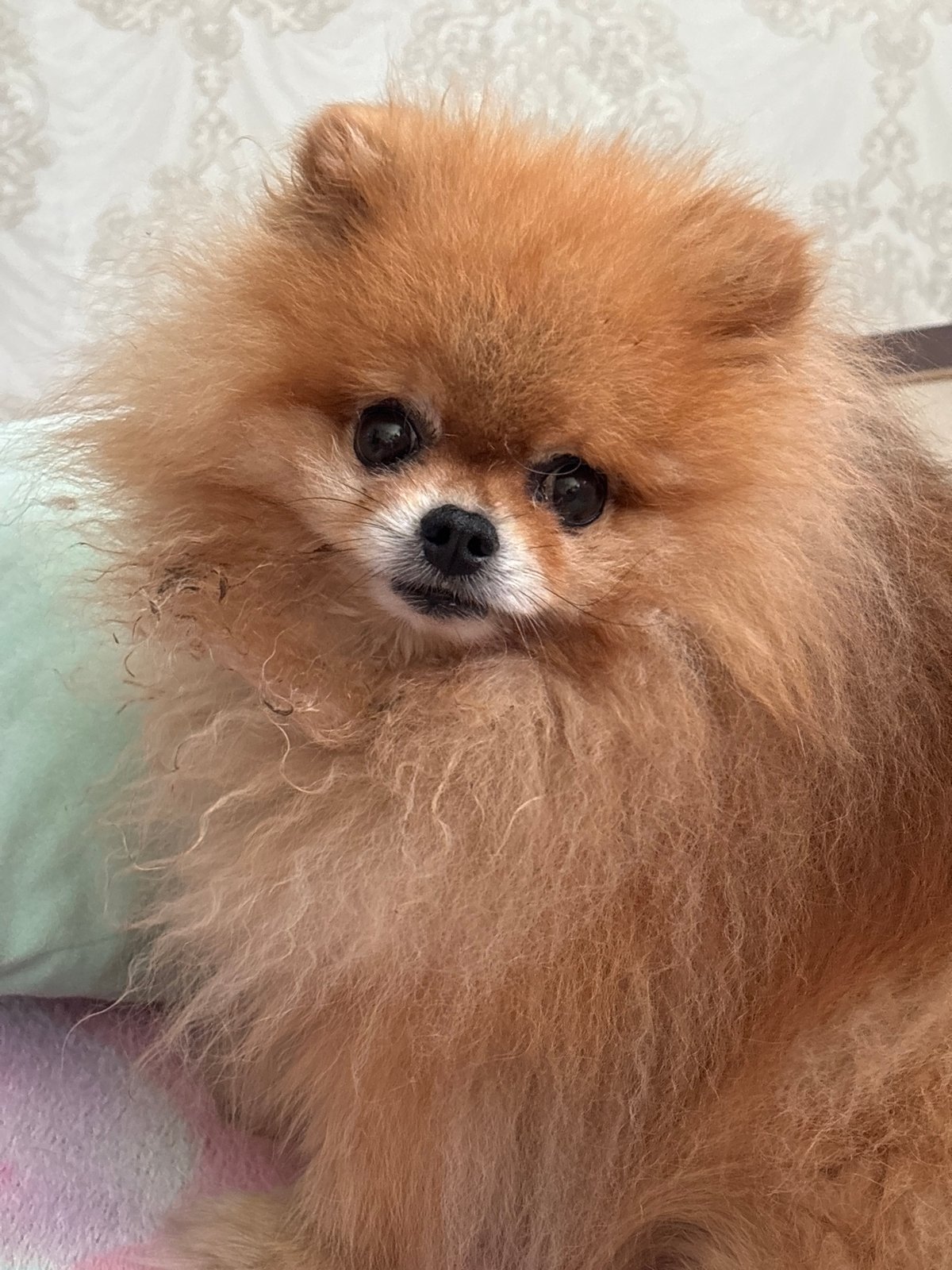 Pomeranian and Scottish Fold spotted in cozy Chaikovsky home