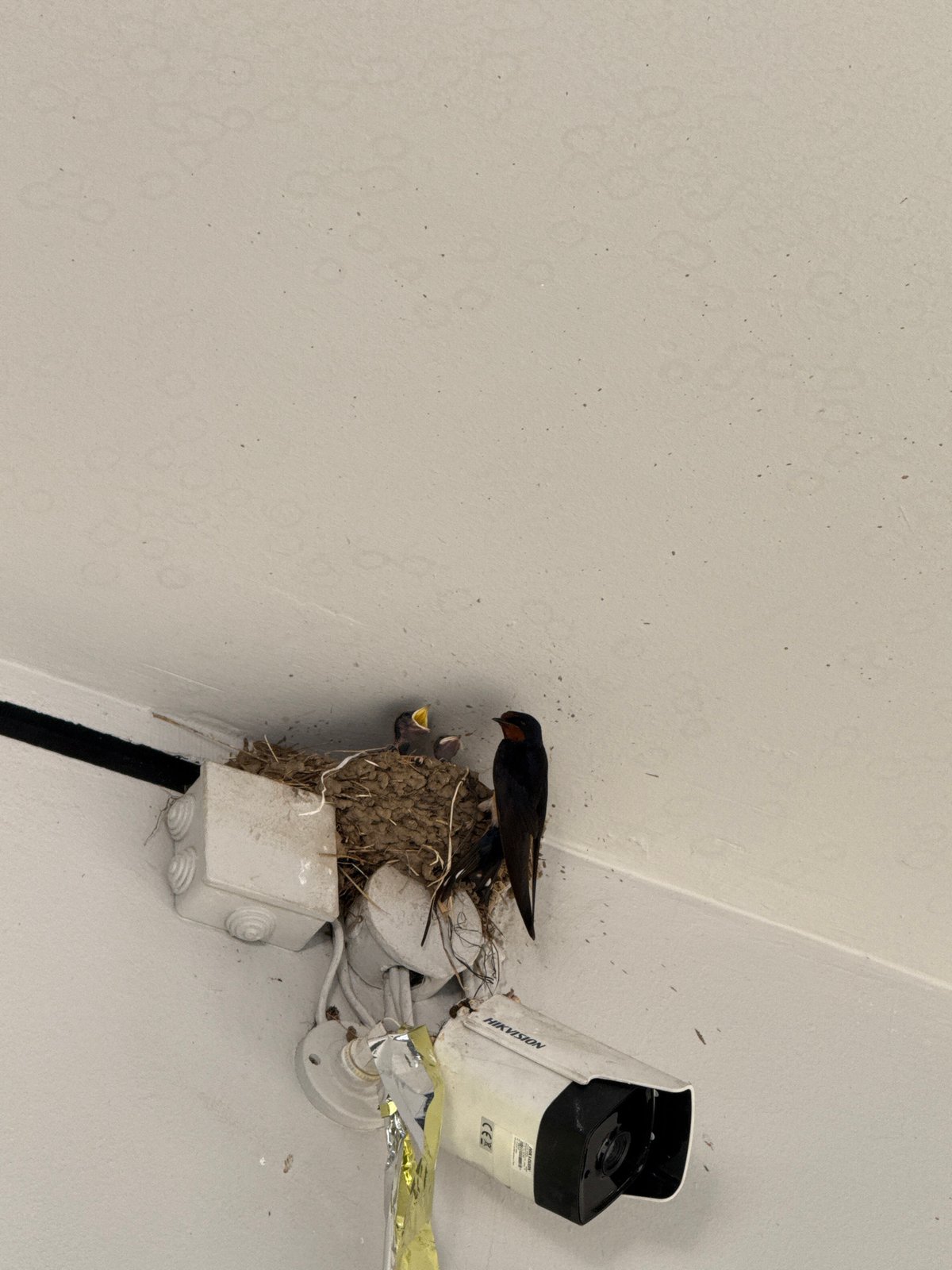 Baby birds nesting beside a security camera, mouths open wide.